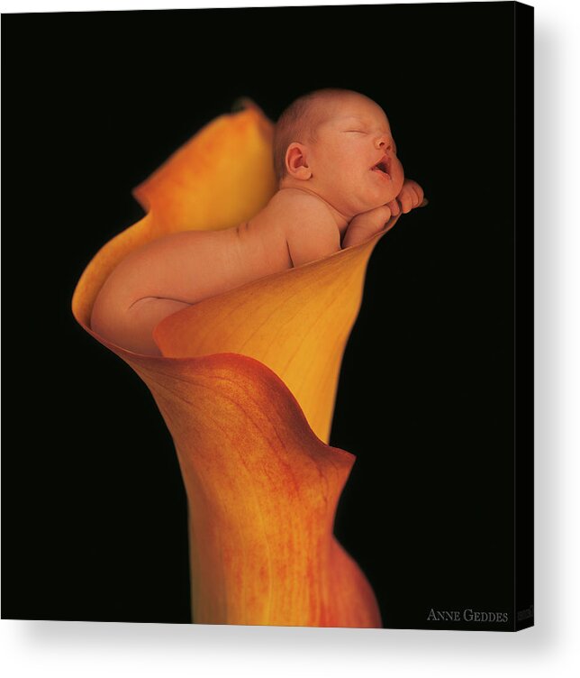 Calla Lily Acrylic Print featuring the photograph Camryn in a Calla Lily by Anne Geddes