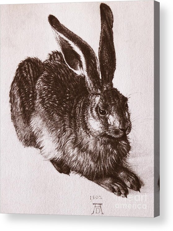 Albrecht Durer Acrylic Print featuring the painting Young Hare #3 by Albrecht Durer