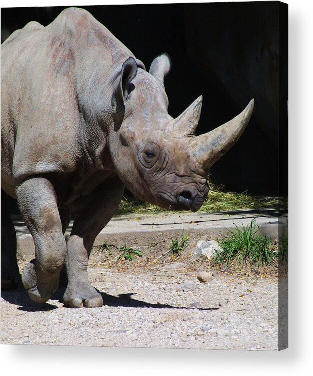 Zoo Acrylic Print featuring the photograph Zoo Scapes #2 by Jean Wolfrum