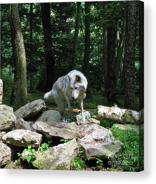 Wild Wolves Group A Acrylic Print featuring the photograph The Wild Wolve Group A #21 by Debra   Vatalaro