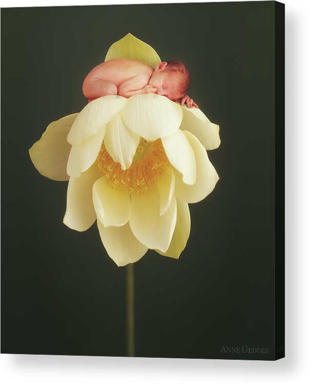 Water Lily Acrylic Print featuring the photograph Lotus Bud by Anne Geddes