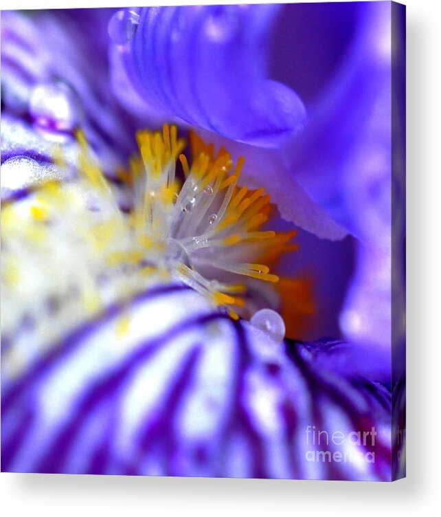 Iris Acrylic Print featuring the photograph Iris #4 by Sylvie Leandre