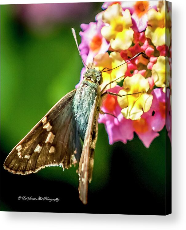 Moth Acrylic Print featuring the digital art A Green Moth with brown wings by Ed Stines