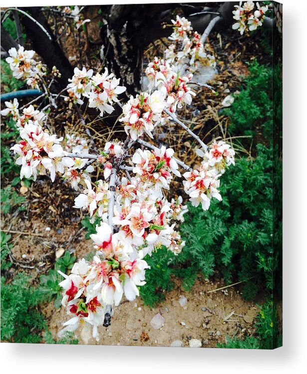 Flowers Acrylic Print featuring the photograph Almond Blossoms by Erika Jean Chamberlin