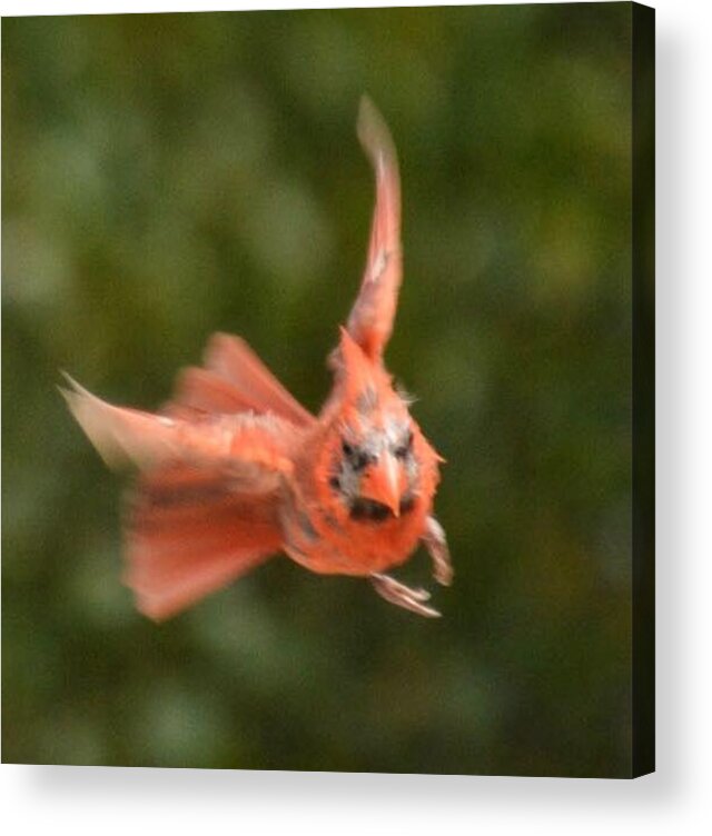 Cardinal Acrylic Print featuring the photograph Angry Bird by Sumoflam Photography