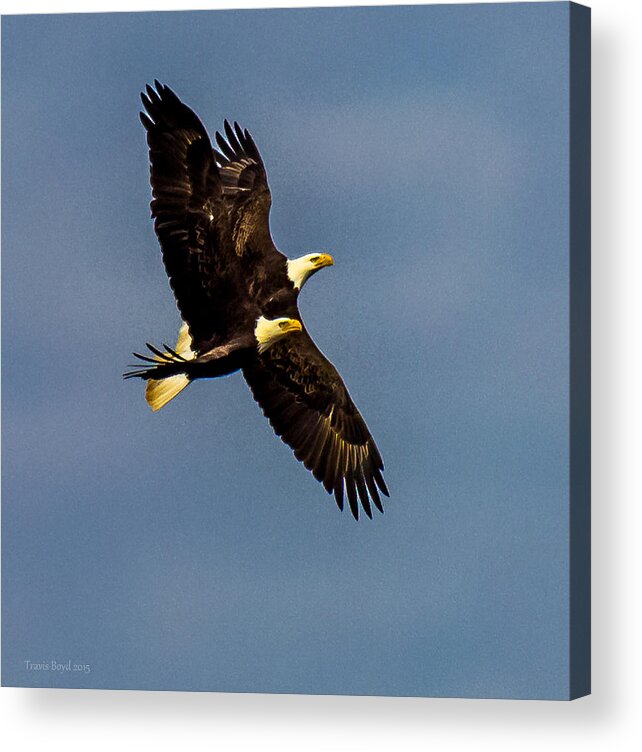 Bald Eagles Acrylic Print featuring the photograph As One by Travis Boyd