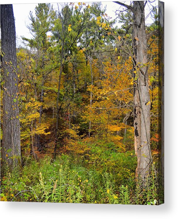 Ia Acrylic Print featuring the photograph Autumn Forest by Bonfire Photography