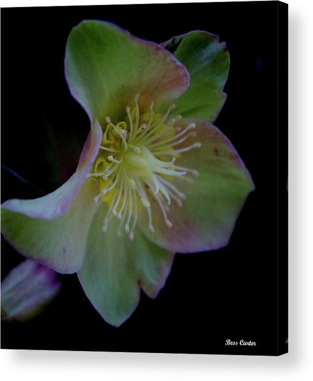 Flower Acrylic Print featuring the photograph Beauty Awakens by Bess Carter