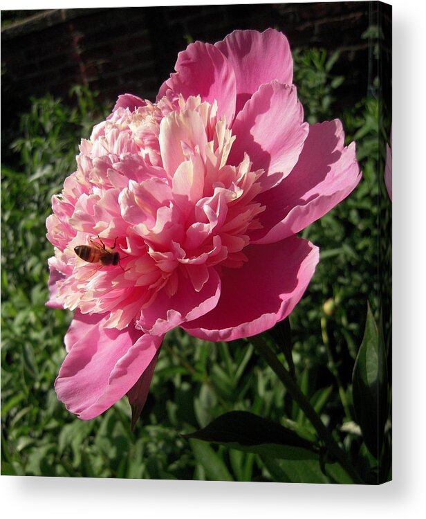 Bee Acrylic Print featuring the photograph Bee Just Being A Bee by Don Struke