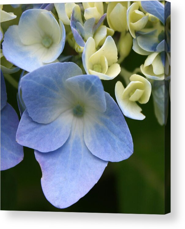 Blue Acrylic Print featuring the photograph Blue Hydrangea by Annie Babineau