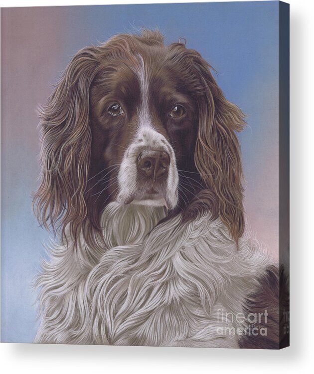 Springer Spaniel Acrylic Print featuring the painting Brodie by Karie-ann Cooper