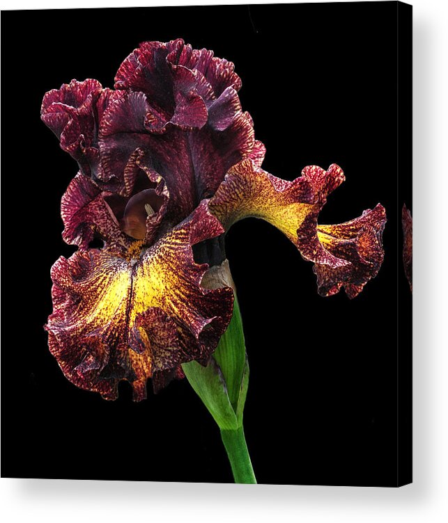 Iris Acrylic Print featuring the photograph Bronze Beauty by Dave Mills