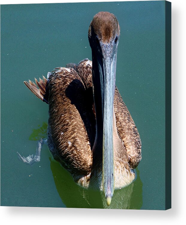Wildlife Acrylic Print featuring the photograph Brown Pelican by Debra Forand