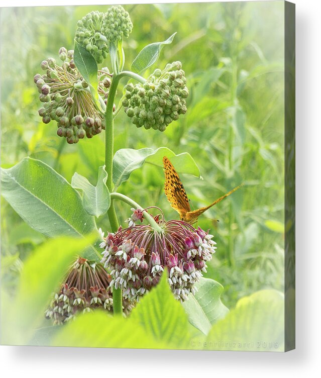 Butterfly Acrylic Print featuring the photograph Butterfly On Wild Flowers by Henri Irizarri
