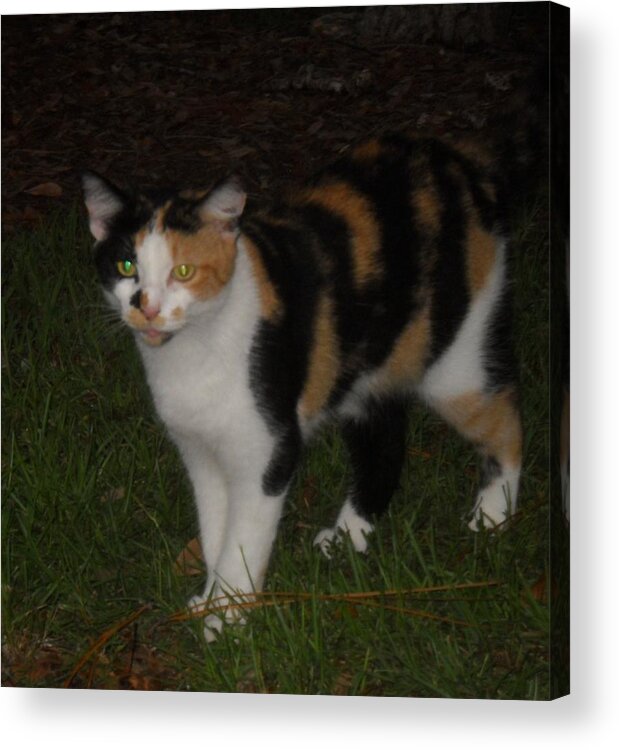 Cat Acrylic Print featuring the photograph Callie 2 by Leslie Revels