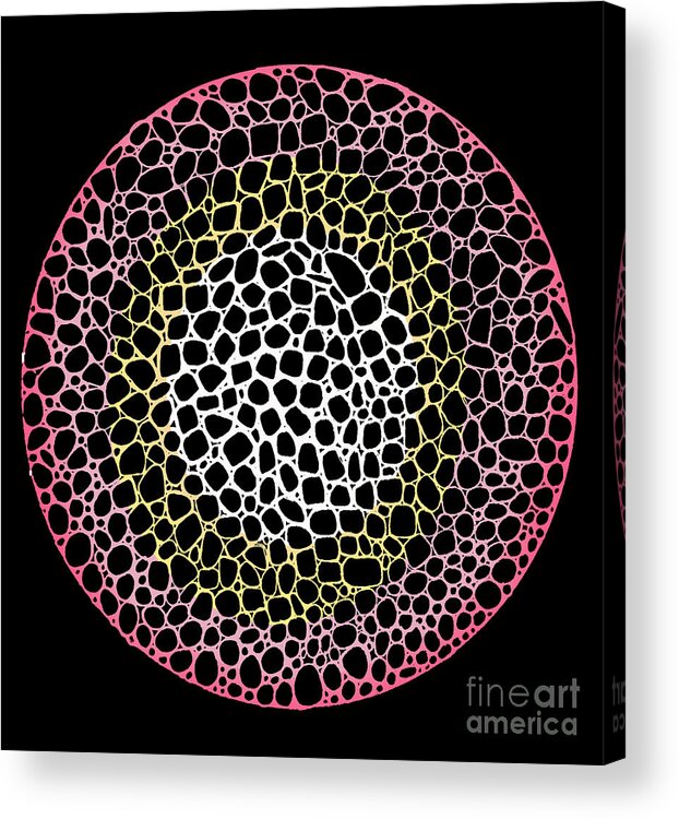Biological Art Acrylic Print featuring the digital art Cell Division by Andy Mercer