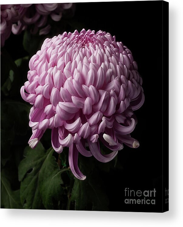 Flower Acrylic Print featuring the photograph Chrysanthemum by Ann Jacobson