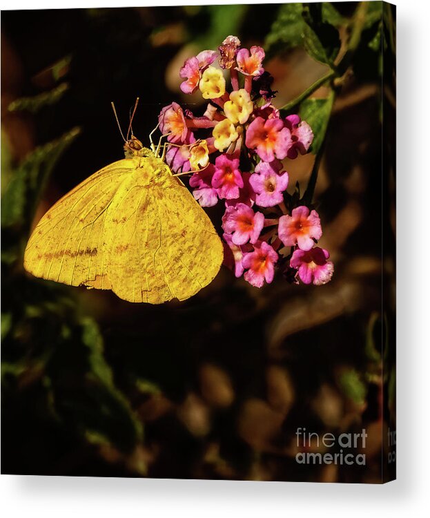 Nature Acrylic Print featuring the photograph Cloudless Giant Sulfur Butterfly by Robert Bales