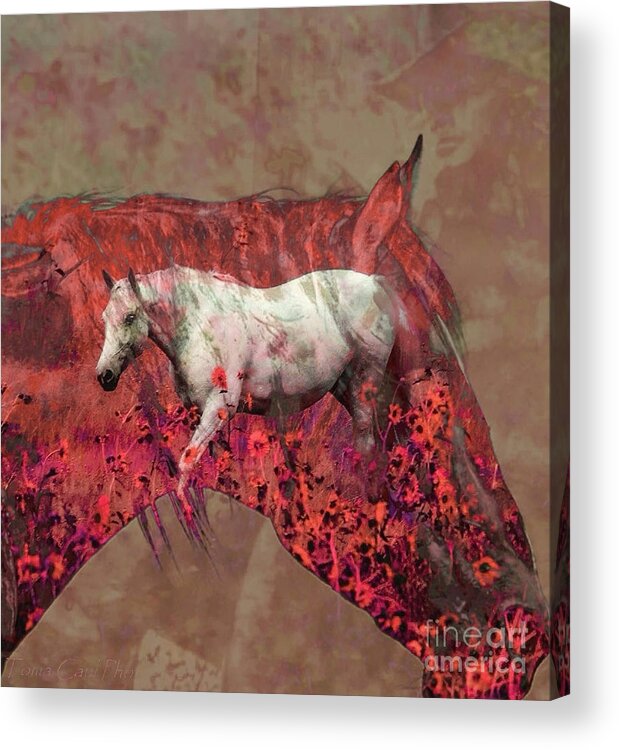 Horses Acrylic Print featuring the photograph Cowgirl and Her Horses by Toma Caul