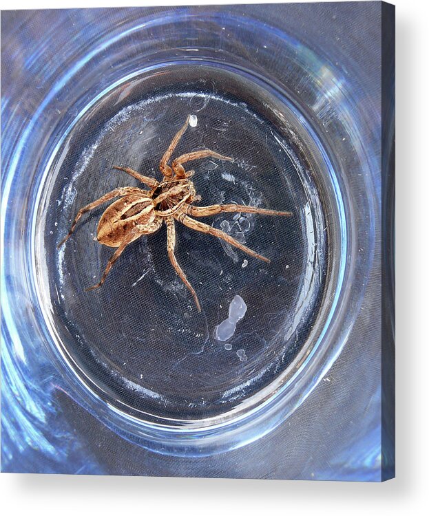 Spider Acrylic Print featuring the photograph D-A0011 Wolf Spider on Sonoma Mountain by Ed Cooper Photography
