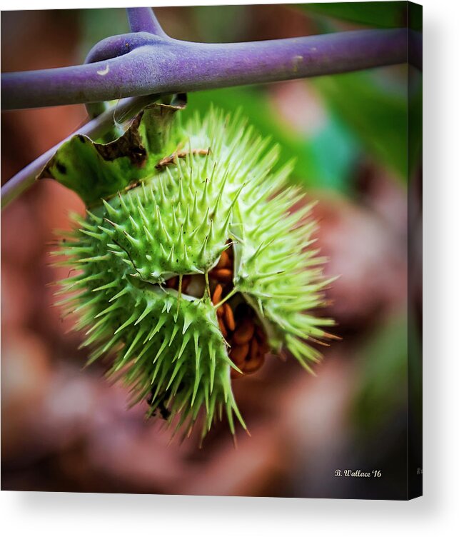 2d Acrylic Print featuring the photograph Datura Seedpod by Brian Wallace