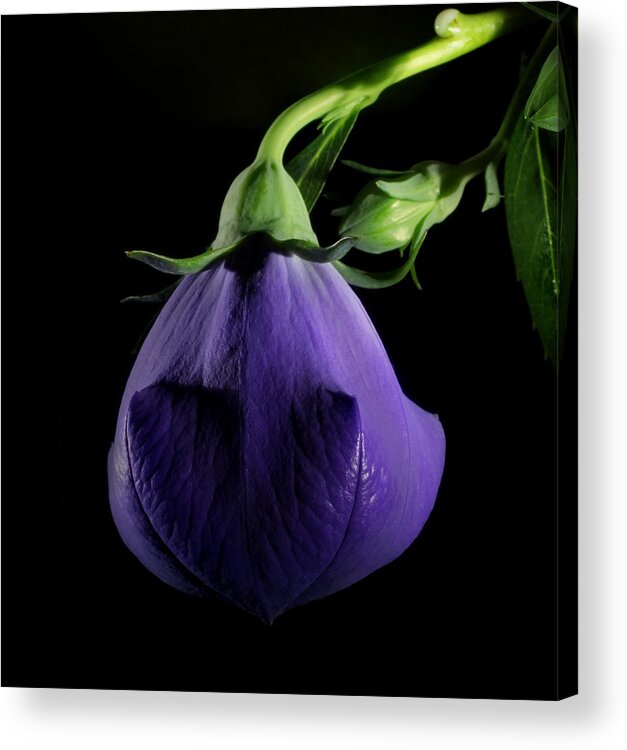 Purple Acrylic Print featuring the photograph Delight by Robert Och