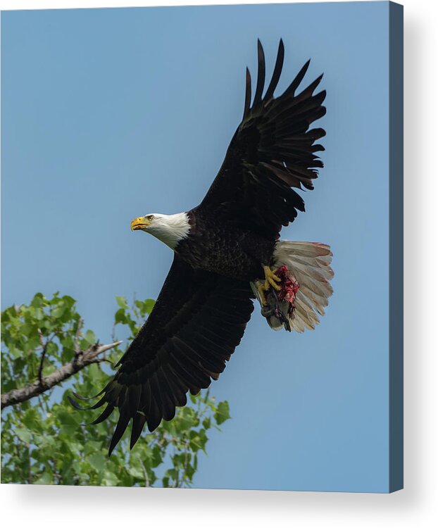 Adult Bald Eagle Acrylic Print featuring the photograph Duck for Lunch by Michael Hall
