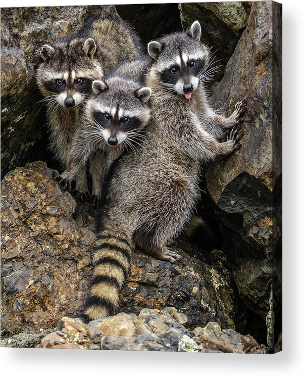 Raccon Acrylic Print featuring the photograph Family Portrait by Jerry Cahill