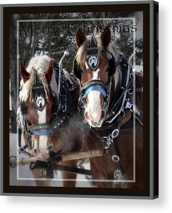 Belgian Draft Horses Acrylic Print featuring the photograph Frosty Belgians - Merry Christmas by Sandra Huston