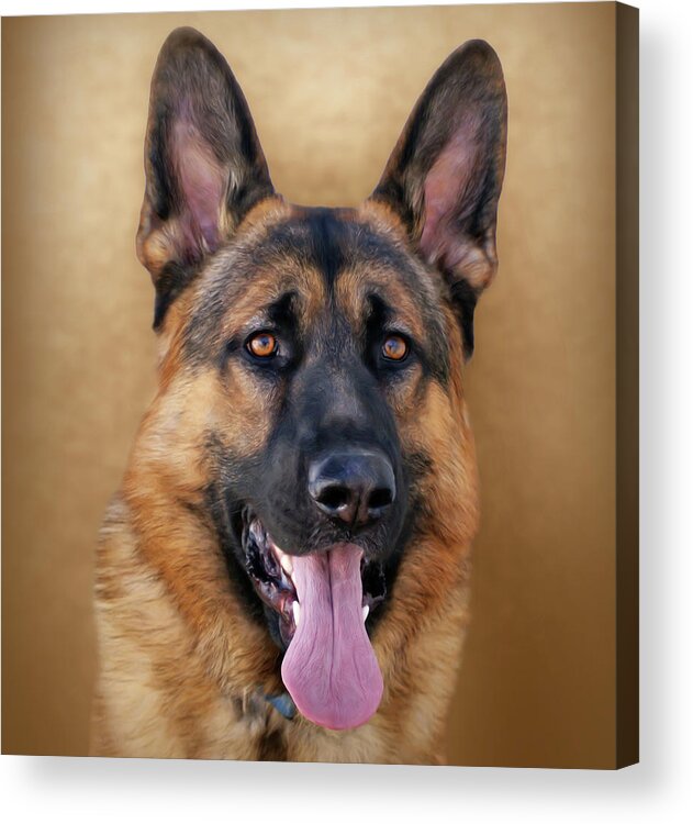 German Shepherd Dog Acrylic Print featuring the photograph Good Boy by Sandy Keeton