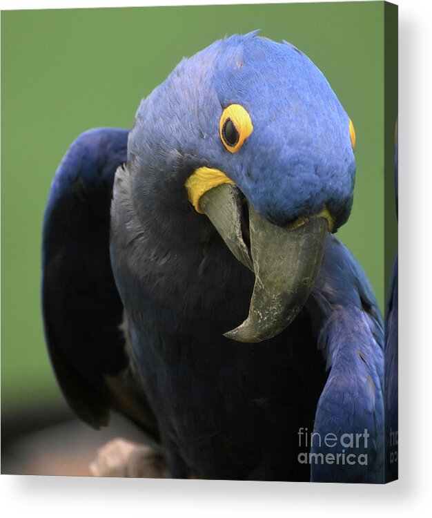 Hyacinth-macaw Acrylic Print featuring the photograph Gorgeous Close Up of the Face of a Hyacinth Macaw by DejaVu Designs