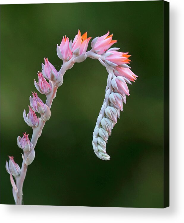 Flowers Acrylic Print featuring the photograph Graceful by Elvira Butler