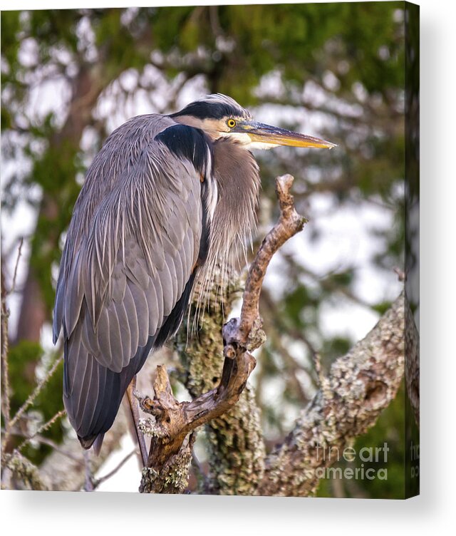 Nature Acrylic Print featuring the photograph Great Blue Heron Relaxing - Ardea Herodias by DB Hayes