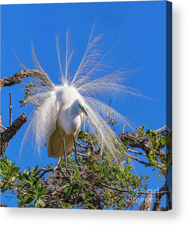 Egrets Acrylic Print featuring the photograph Great Egret In Breeding Plumage by DB Hayes