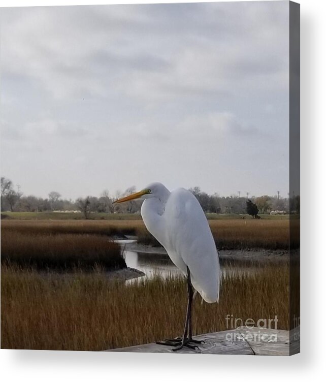 Great Egret Acrylic Print featuring the photograph Great White Egret by Amy Regenbogen