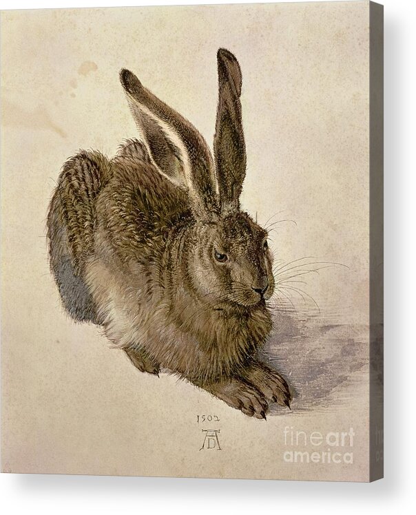Hare Acrylic Print featuring the painting Hare by Albrecht Durer