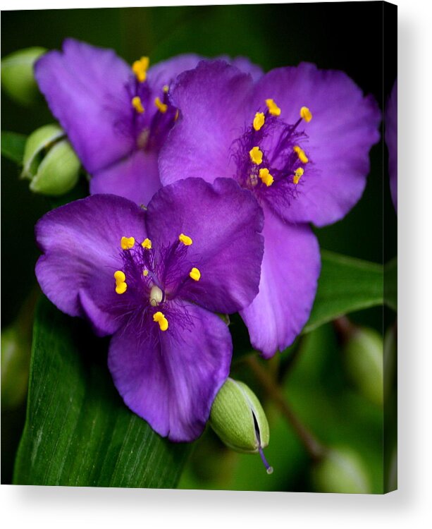 Purple Acrylic Print featuring the photograph Purple Beauty by Cathy Harper