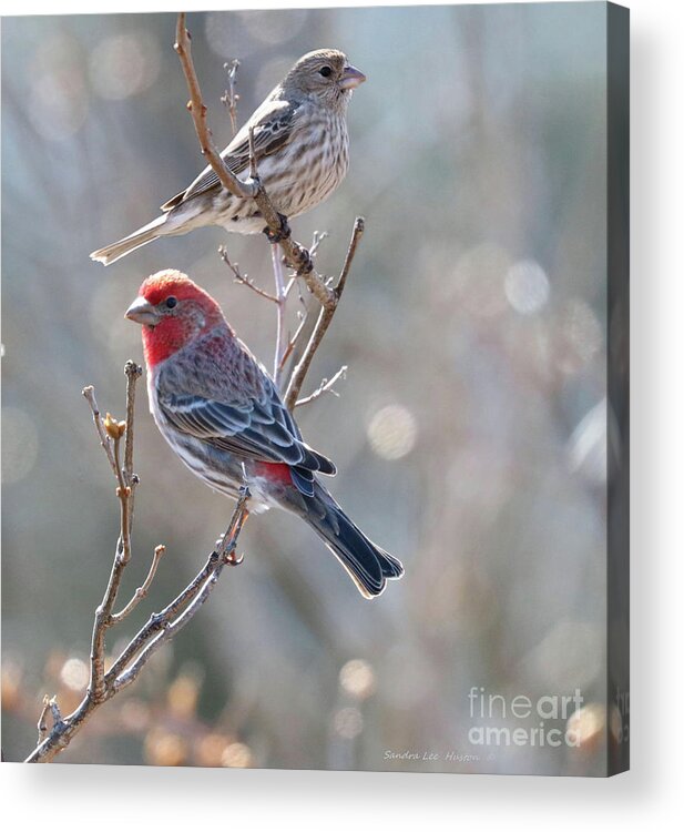Animals Acrylic Print featuring the photograph House Finch Pair by Sandra Huston