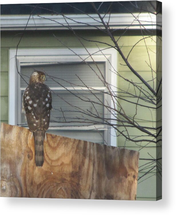  Acrylic Print featuring the photograph I'm Watching You by Digital Art Cafe