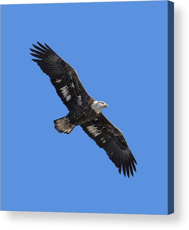 American Bald Eagle Acrylic Print featuring the photograph Isolated Juvenile American Bald Eagle 2016-1 by Thomas Young