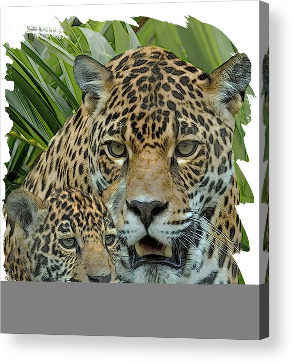 Jaguar. Spotted Cat Acrylic Print featuring the digital art Jaguar Mother And Cub by Larry Linton