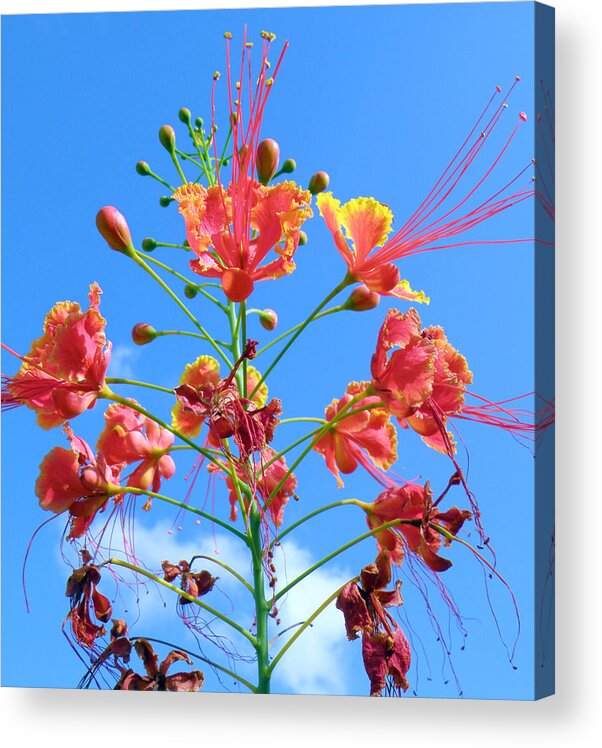 Poinciana Acrylic Print featuring the photograph Jubilation by Rose Hill