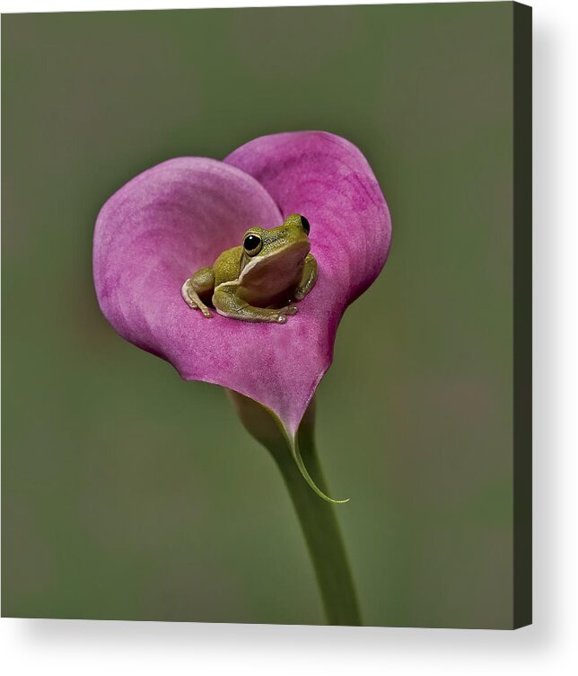 Calla Acrylic Print featuring the photograph Kermit Hangs Out by Susan Candelario