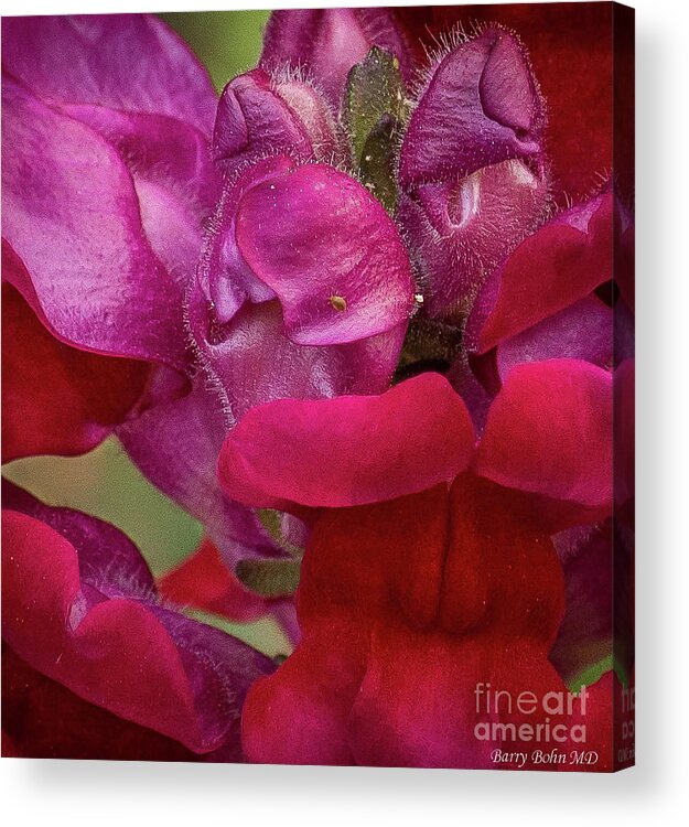 Nature Acrylic Print featuring the photograph Ladybug on red by Barry Bohn