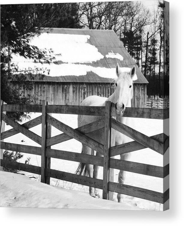 Horse Acrylic Print featuring the photograph Leaning on The Fence by Eric Liller