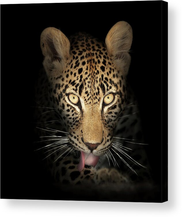 Leopardeyesdarkblackbackgroundwildlifeanimalmammalwildcatpantherapardusspottedfierceintensestarelookpowerfulpredatorcloseupclose-upclosepiercinglicktonguefrontviewafricaphotographonenobodyportraitsafaripawyellownaturedetail015092rs2 Acrylic Print featuring the photograph Leopard In The Dark by Johan Swanepoel