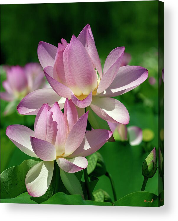 Lotus Acrylic Print featuring the photograph Lotus--Sisters i DL0082 by Gerry Gantt