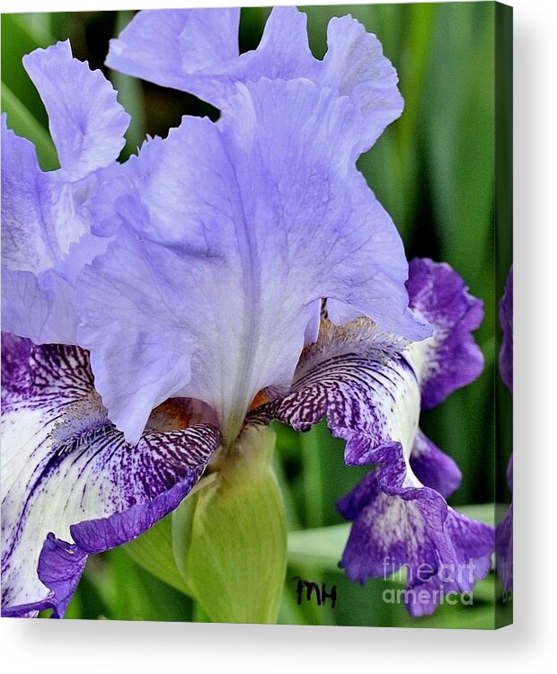 Photo Acrylic Print featuring the photograph Macro Wavy Iris Petals by Marsha Heiken