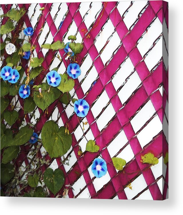 Flowers Acrylic Print featuring the photograph Magenta Chain-link by Shawna Rowe