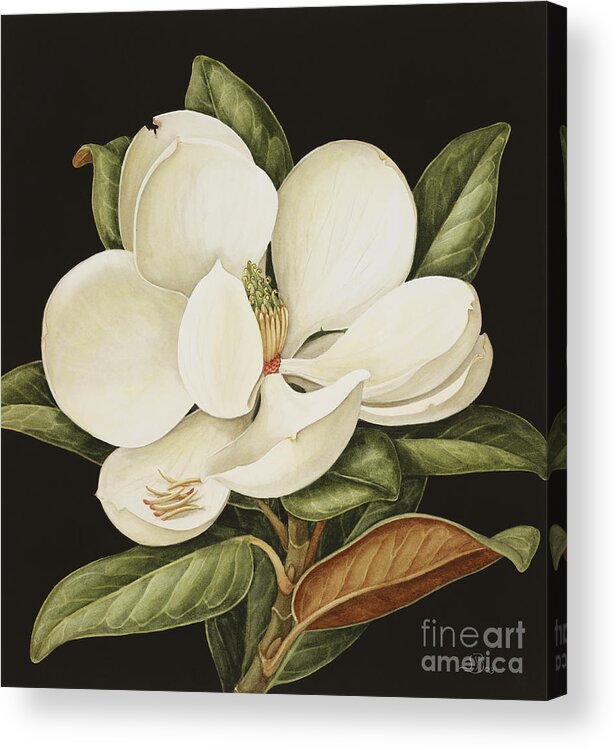 Still-life Acrylic Print featuring the painting Magnolia Grandiflora by Jenny Barron